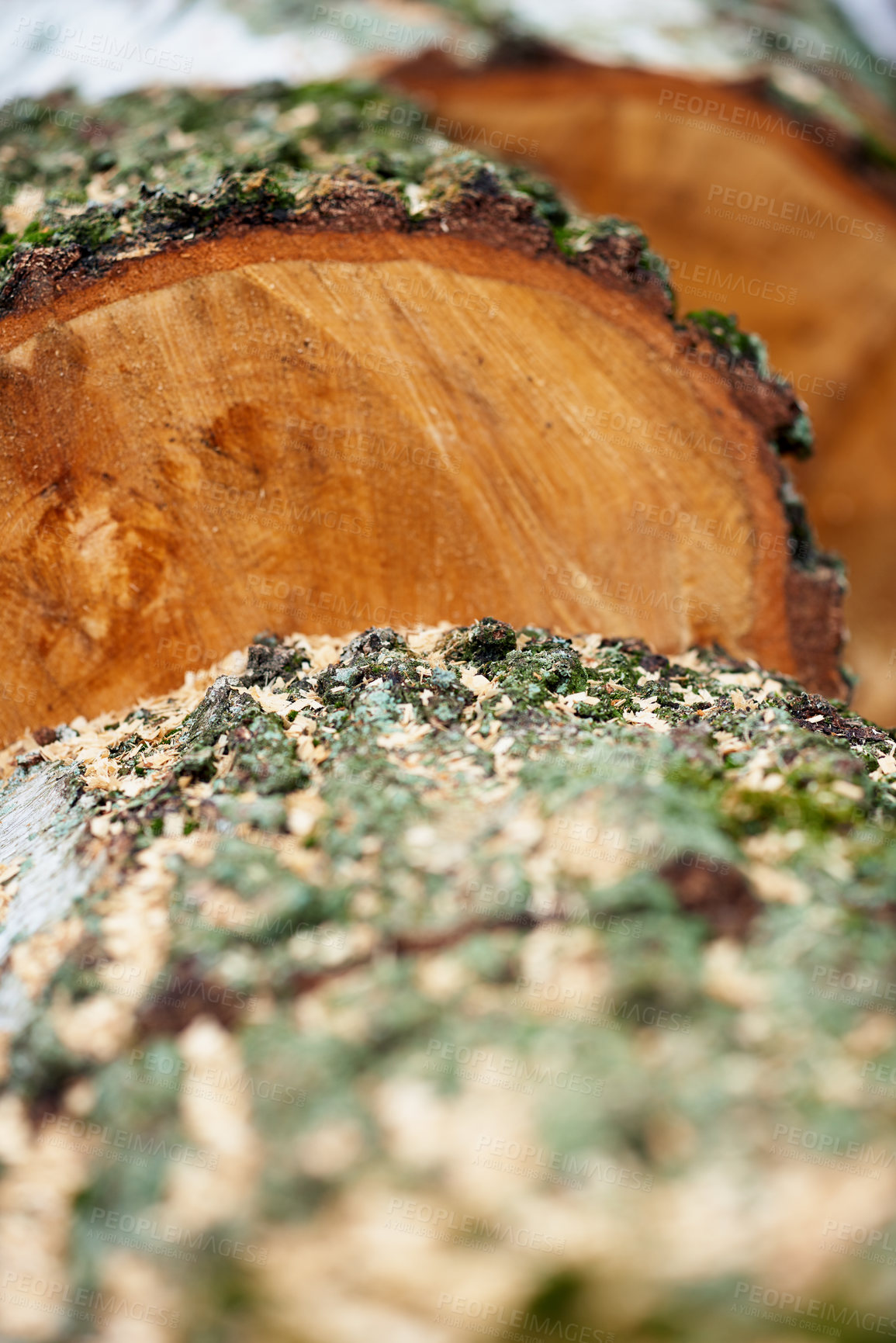 Buy stock photo Wood, tree stump and ring with texture in nature for fuel, heat and material for construction in forest. Stack, industry and carpentry supplier with pattern, timber and sustainability in environment