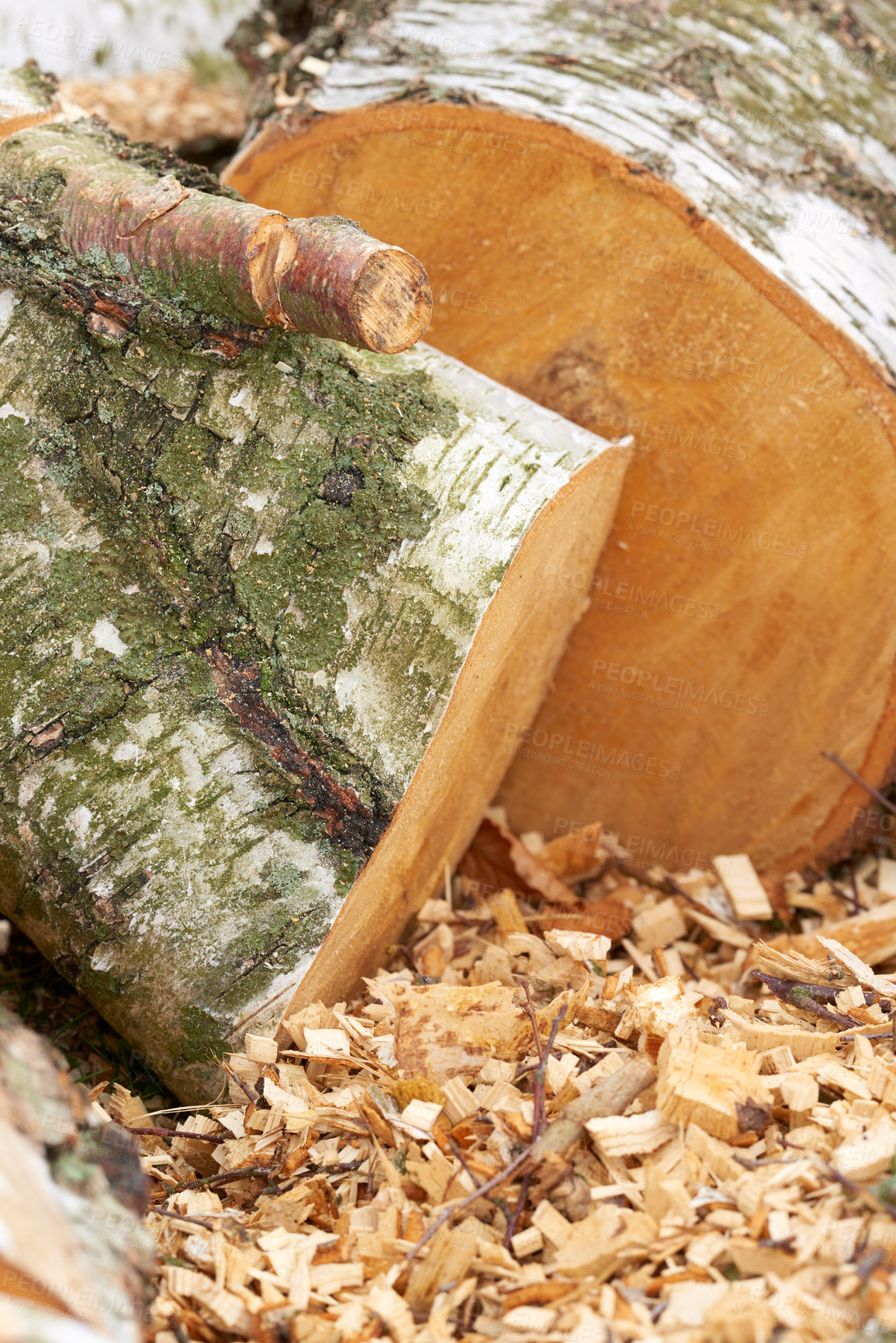 Buy stock photo Wood, stack and outdoor with timber in environment for fuel, heat and material for construction in forest. Pile, tree trunk and carpentry supplier with pattern, textures or sustainability in industry