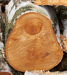 Birch firewood