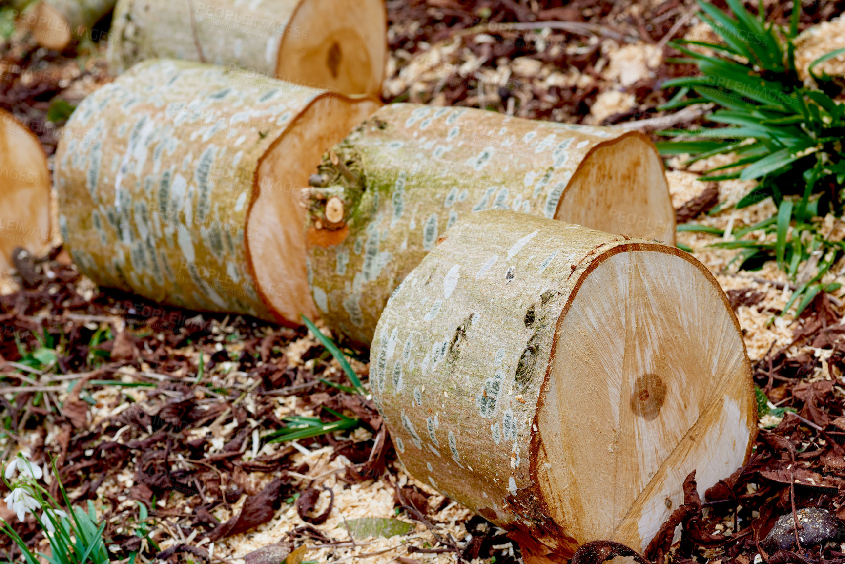 Buy stock photo Wood, tree trunk and timber on ground, pile and outdoor for fuel, heat and material for construction in forest. Nature, field and carpentry supplier with pattern, textures and sustainable industry