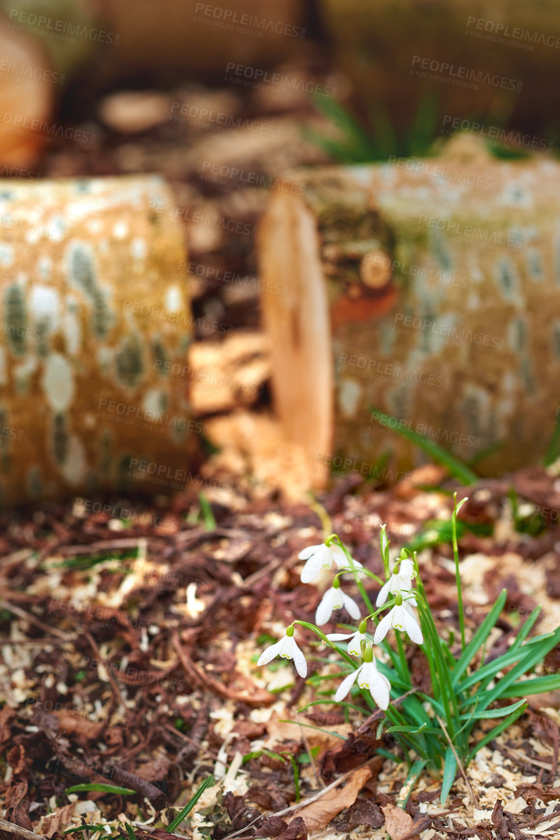 Buy stock photo Chestnut tree - very fine firewood. Clearing up the garden.