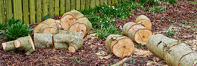 Buy stock photo Chestnut tree - very fine firewood. Clearing up the garden.