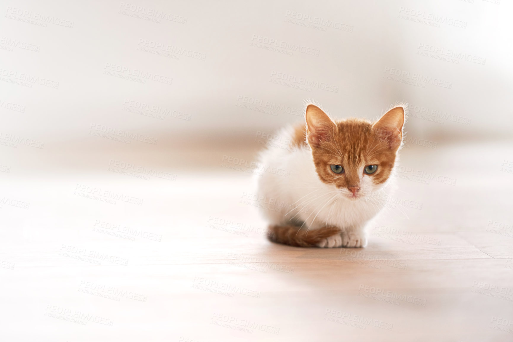 Buy stock photo Pets, animal care and cat on a floor in a house waiting, chilling and sitting on a floor looking curious. Ginger, watching and kitten in a room at home for morning routine and games, cute and sweet