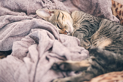 Buy stock photo Blanket, sleeping and kitten in home for relax, resting and calm for cute, adorable and innocent pet. Animal care, bed and closeup of young cat on duvet for nap, sleep and comfortable in house
