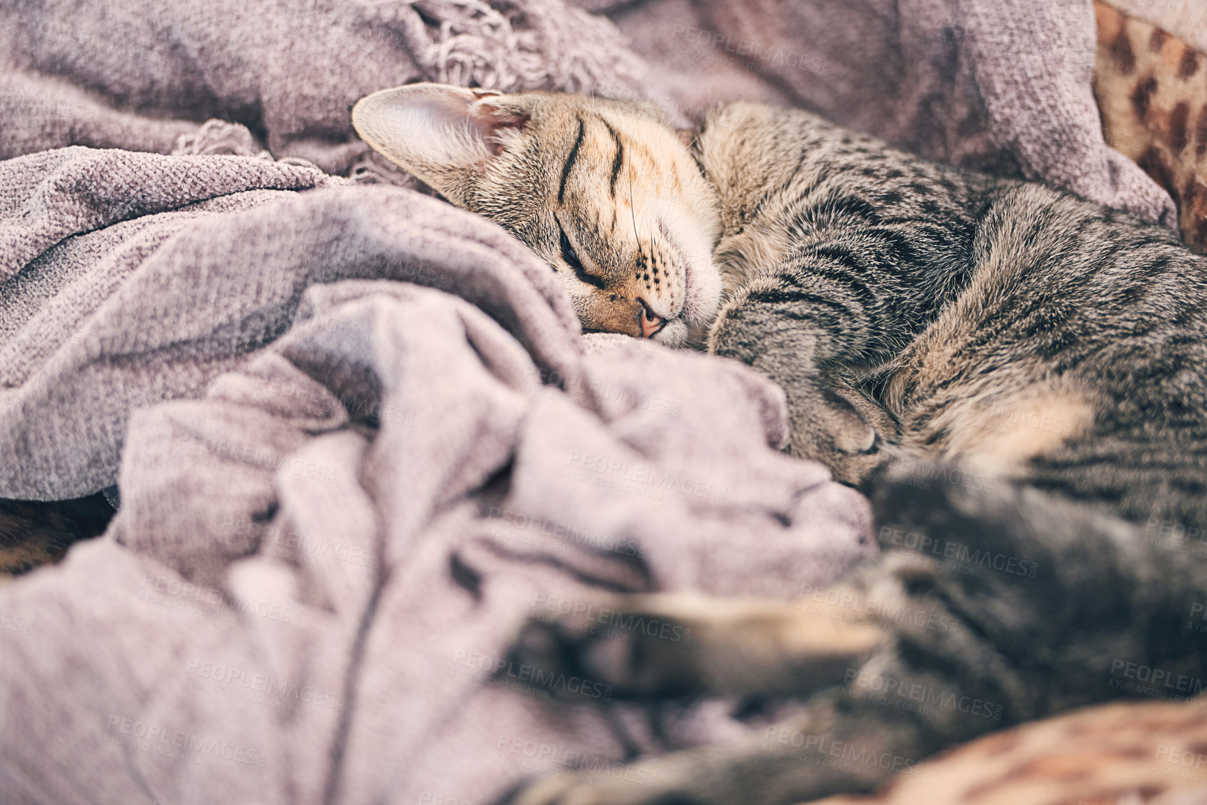 Buy stock photo Blanket, sleeping and kitten in home for relax, resting and calm for cute, adorable and innocent pet. Animal care, bed and closeup of young cat on duvet for nap, sleep and comfortable in house