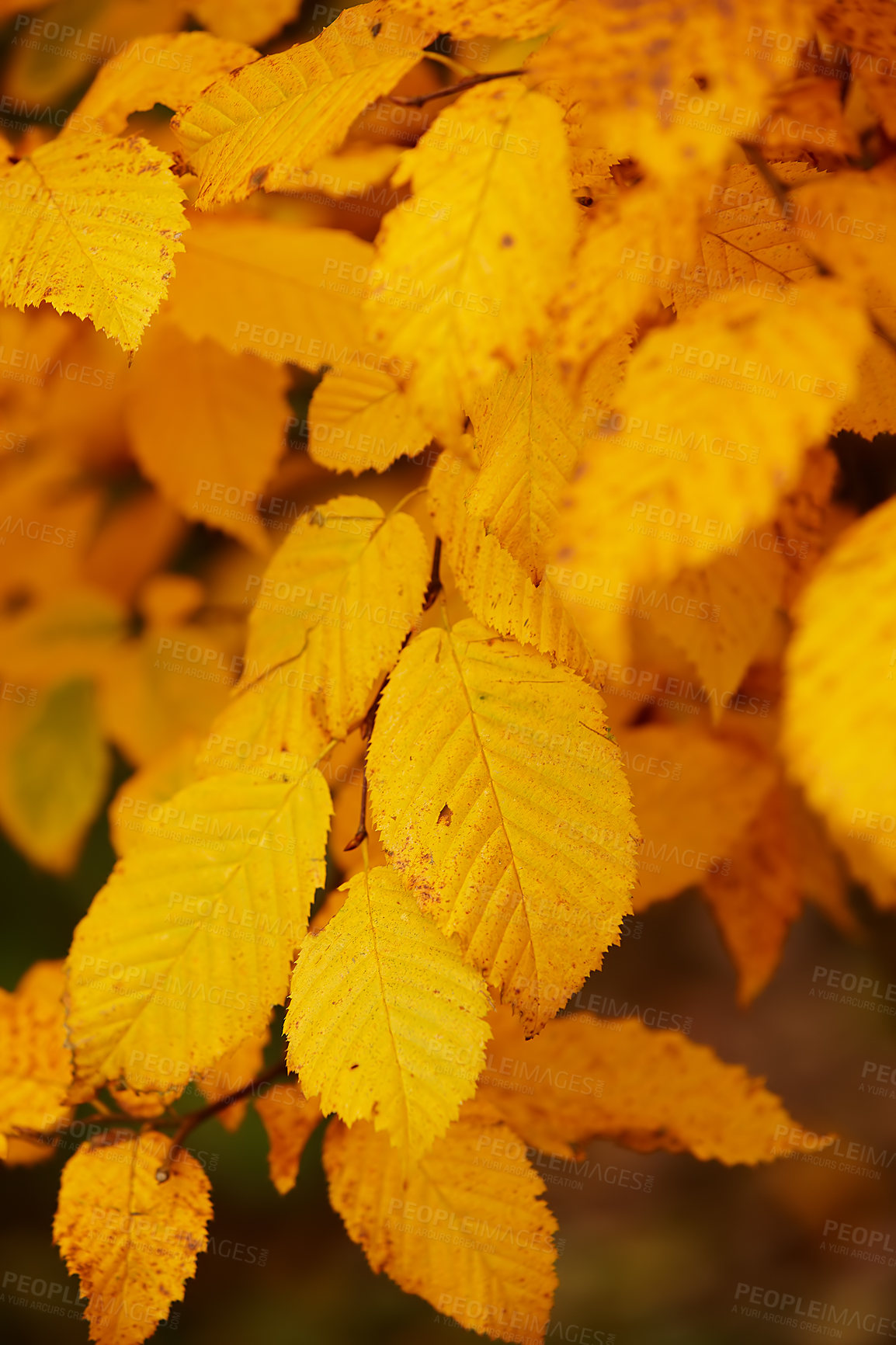 Buy stock photo Autumn, leaves and closeup in garden or backyard with natural growth in season of environment. Tree, leaf and color of plants in fall outdoor in forest, woods or foliage of nature in countryside 