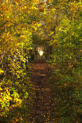 Buy stock photo Morning, forest and path with nature, trees and environment with sunshine, leaves and spring. Empty, countryside and outdoor with journey, getaway trip and adventure with woods, plants and ecology