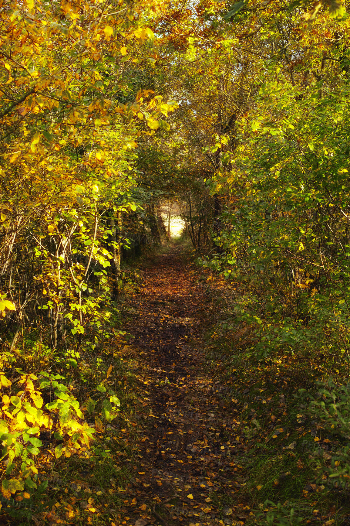 Buy stock photo Morning, forest and path with nature, trees and environment with sunshine, leaves and spring. Empty, countryside and outdoor with journey, getaway trip and adventure with woods, plants and ecology