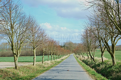 Buy stock photo Nature, road and countryside in autumn morning for exploration, journey or adventure. Empty, Scenic landscape and trees with field for agriculture, sustainability or conservation with evergreen bush