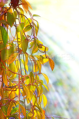 Buy stock photo Nature, leaves and tree in autumn environment of park, garden and plant landscape with texture. Forest, leaf and branch with wood, red and orange foliage for scenic view or aesthetic outdoor