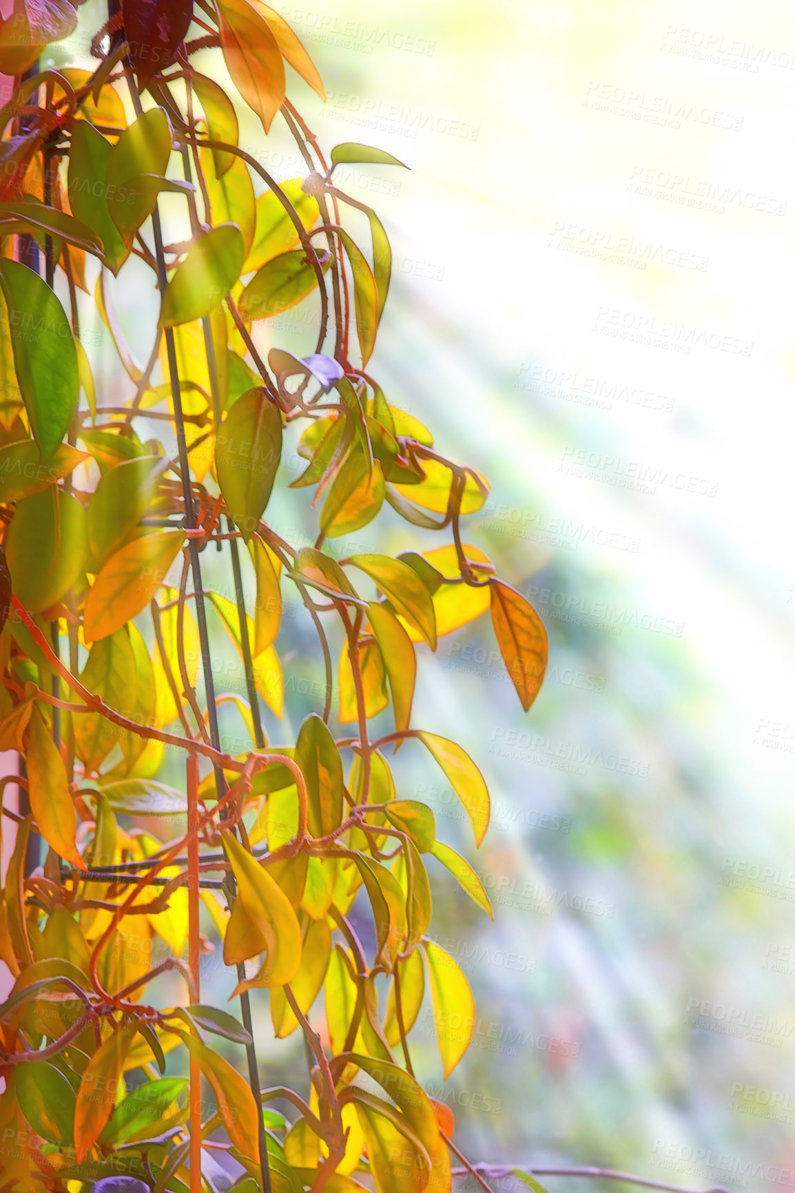 Buy stock photo Nature, leaves and tree in autumn environment of park, garden and plant landscape with texture. Forest, leaf and branch with wood, red and orange foliage for scenic view or aesthetic outdoor