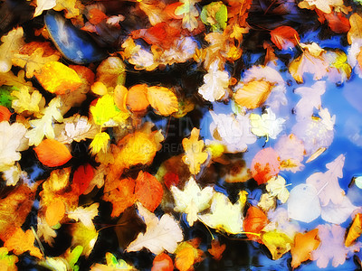 Buy stock photo Lake, autumn and leaves in water outdoor in aesthetic environment in Germany, peaceful nature and sustainability. Fall foliage, golden and pond surface for season change, reflection and background.