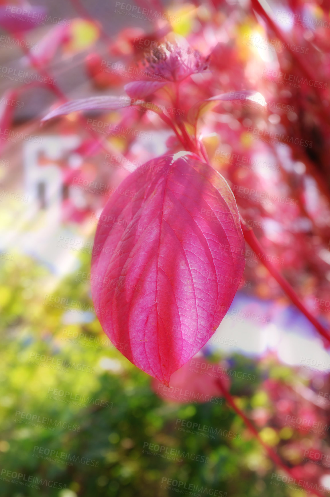 Buy stock photo A photo of Red autumn leaves in sunlight