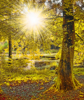 Buy stock photo Autumn, woods and forest tree with lens flare for abstract background, natural environment and ecology. Fall, countryside and trunk with moss growth for nature, sustainability and sunshine for peace