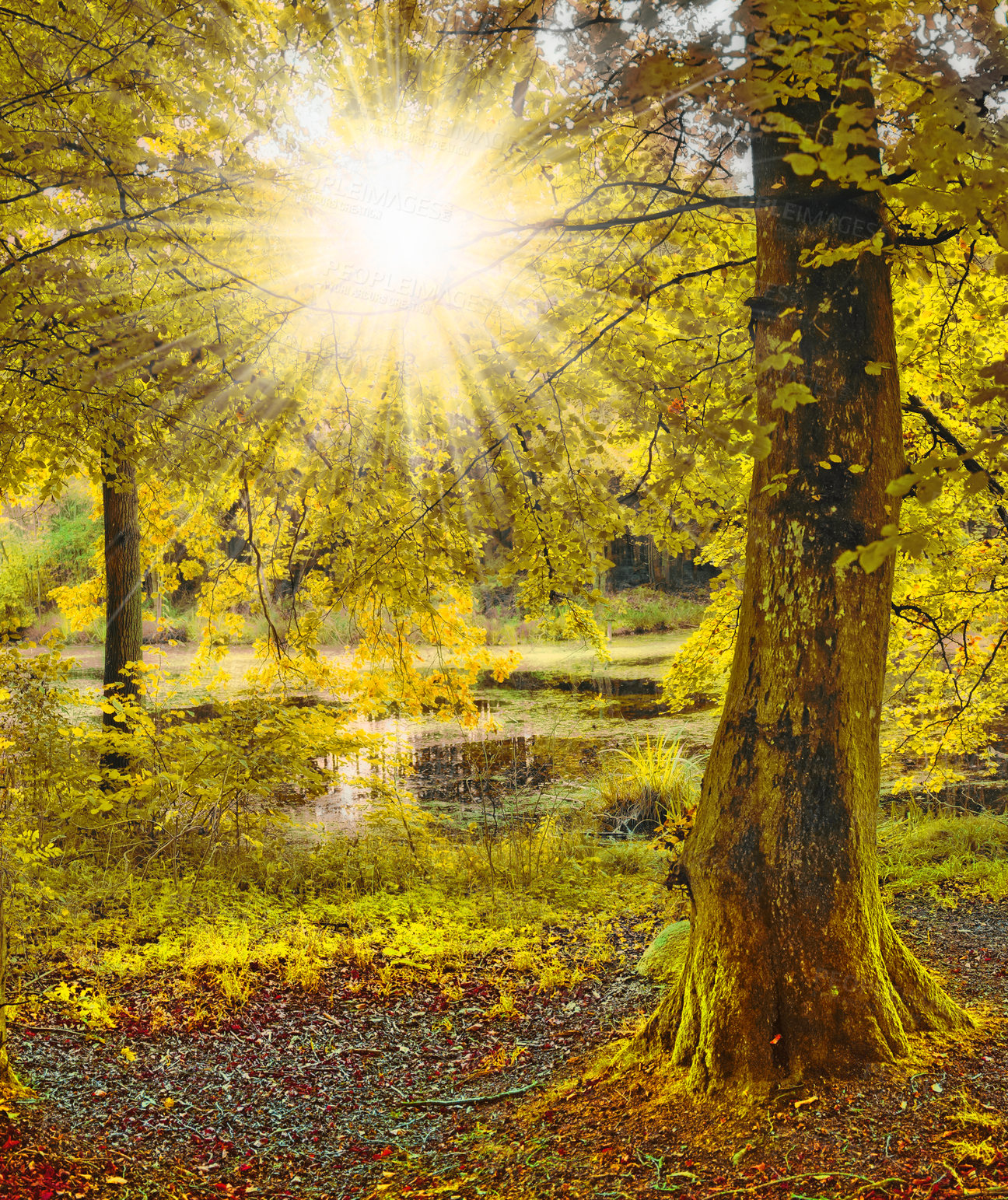 Buy stock photo Autumn, woods and forest tree with lens flare for abstract background, natural environment and ecology. Fall, countryside and trunk with moss growth for nature, sustainability and sunshine for peace