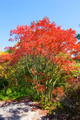 Buy stock photo Red, spring and leaf on tree in outdoor garden for season change, peaceful nature and scenic view with fresh air. Vermilion foliage, forest and environment in countryside of Switzerland and leaves.