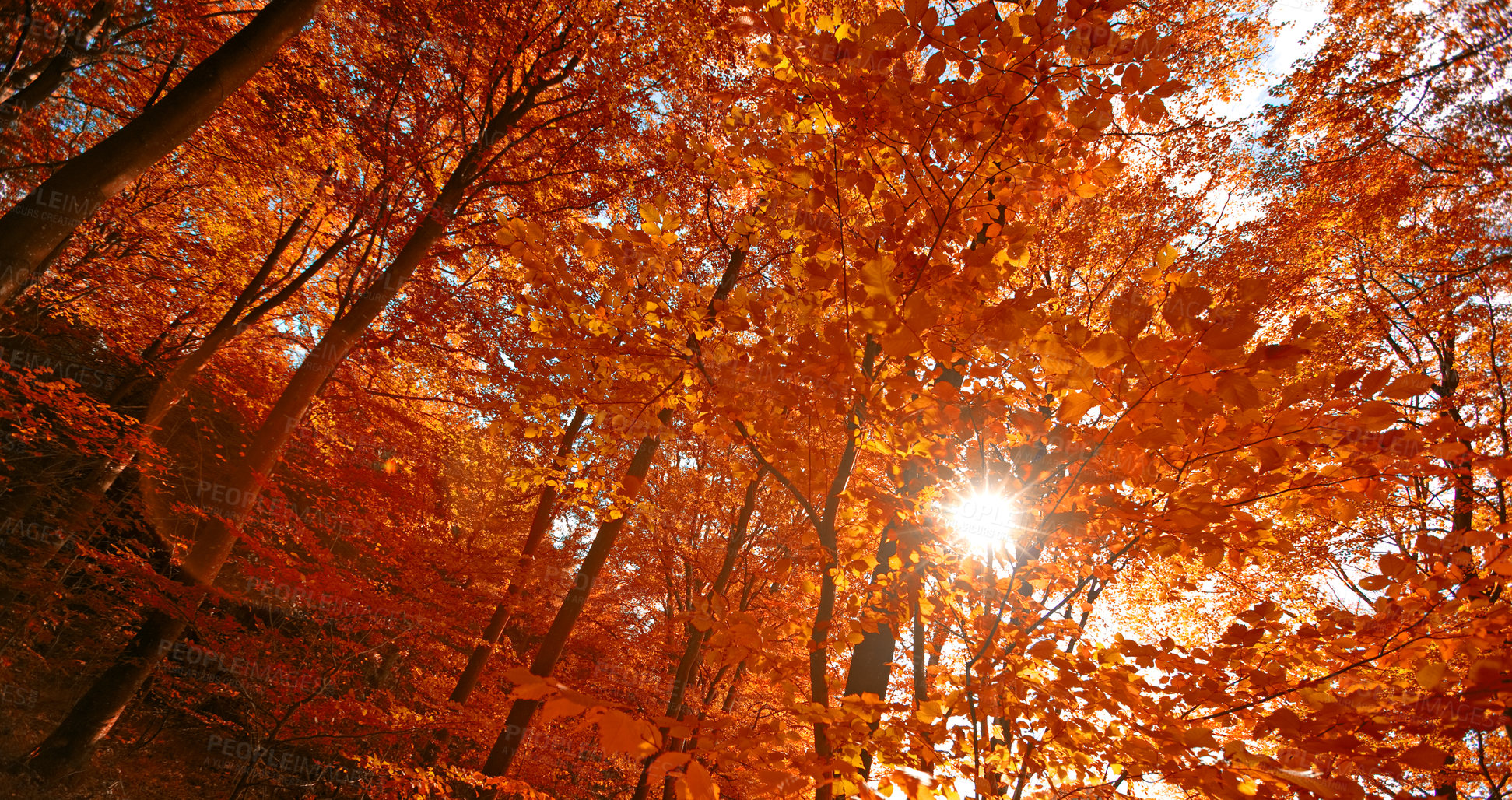 Buy stock photo Autumn, bottom and nature trees in woodlands, environment and outdoor forest with orange foliage in Amsterdam. Travel, seasonal and fall conservation in woods or countryside, sustainable and growth