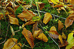 Autumn trees