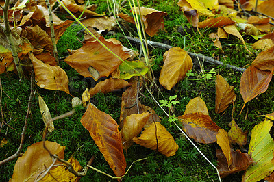 Buy stock photo a photo of autumn colorsAutumn - natural background