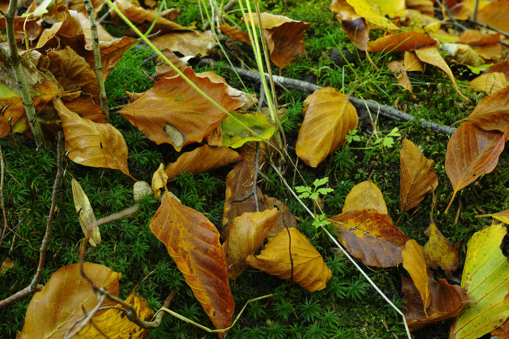 Buy stock photo a photo of autumn colorsAutumn - natural background