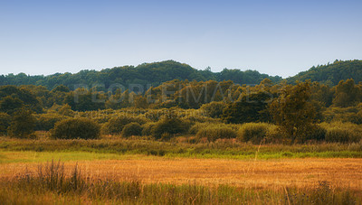 Buy stock photo Nature, green and forest with trees for agriculture with environment, conservation and outdoors. Sky, ecology and leaves with beauty in landscape with flora, meadow and countryside in wilderness