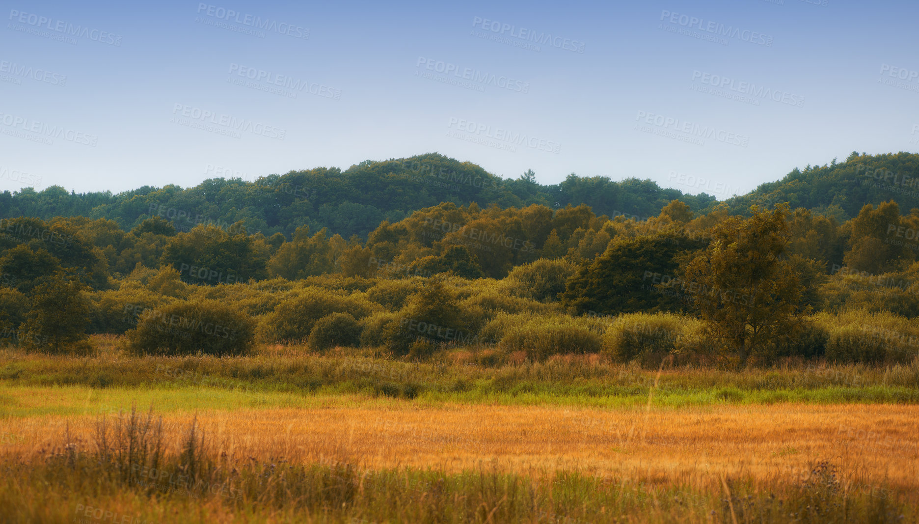 Buy stock photo Nature, green and forest with trees for agriculture with environment, conservation and outdoors. Sky, ecology and leaves with beauty in landscape with flora, meadow and countryside in wilderness