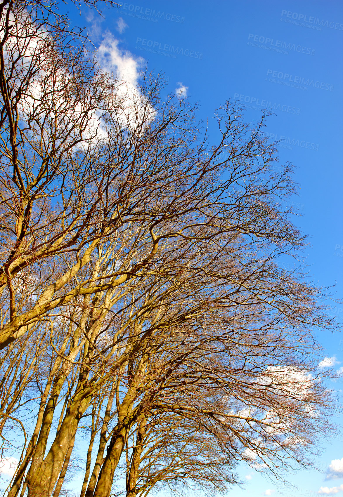 Buy stock photo Tree, sky and sunshine in nature with landscape for planet earth, environmental or climate change. Eco friendly, countryside and natural with leafless branches, ecology and sustainability in woods