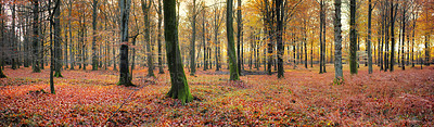 Buy stock photo Tree, moss and banner of forest in autumn with biodiversity in park, environment or countryside. Fall, nature or fungi in woods with green growth on bark of oak trees or leaves on ground in landscape