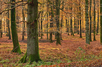 Buy stock photo Trees, forest and countryside with nature, adventure and ecology with sustainability, earth day and leaves. Empty, branch and bark with leafs, plants and eco friendly with woods, outdoor and journey