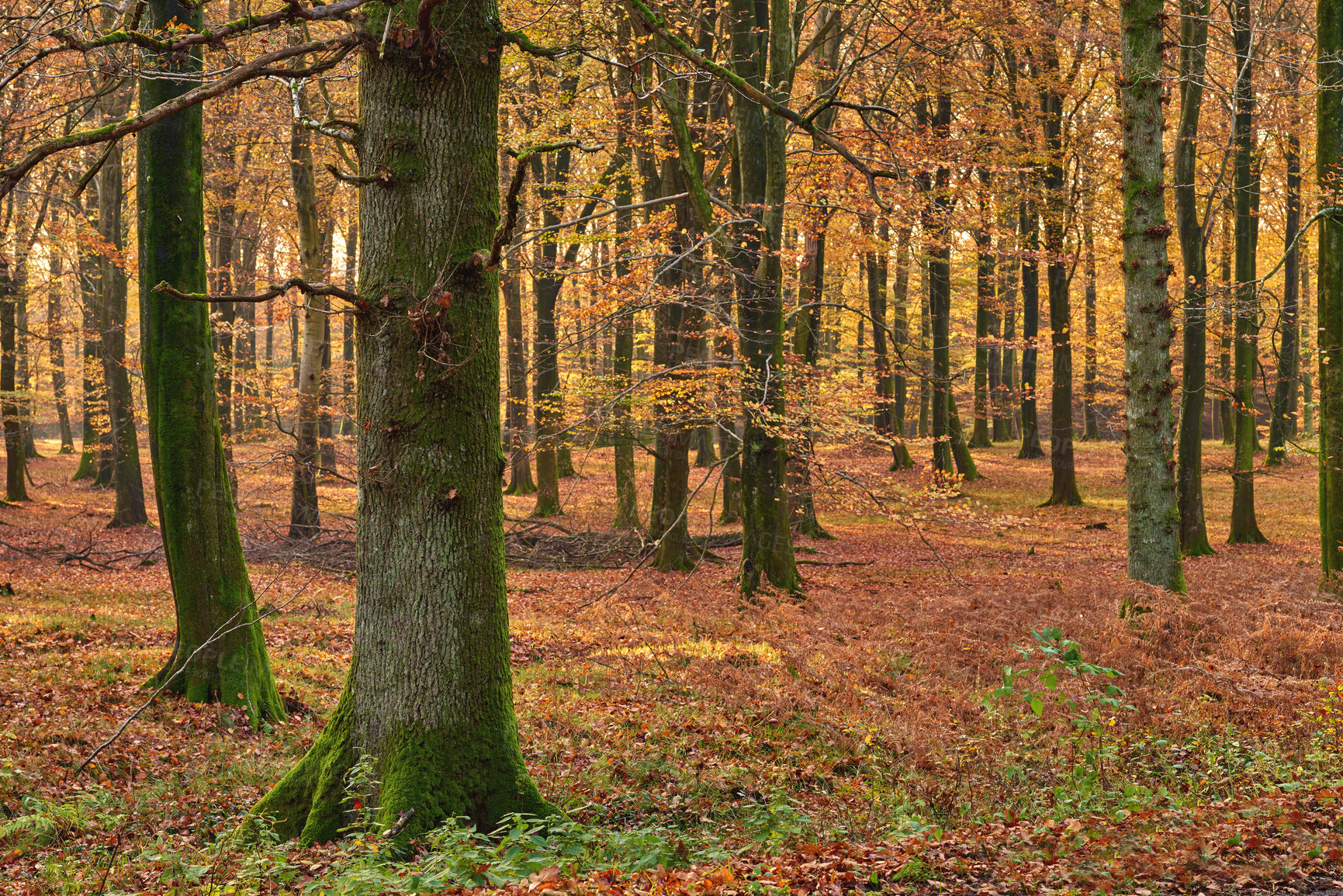 Buy stock photo Trees, forest and countryside with nature, adventure and ecology with sustainability, earth day and leaves. Empty, branch and bark with leafs, plants and eco friendly with woods, outdoor and journey