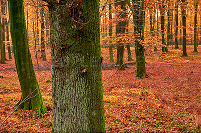 Buy stock photo Tree, trunk and autumn in forest or park, bark and leaves for change of season in countryside. Plants, foliage and scenery for oak nature landscape, fall and mulch and compost for eco agriculture 