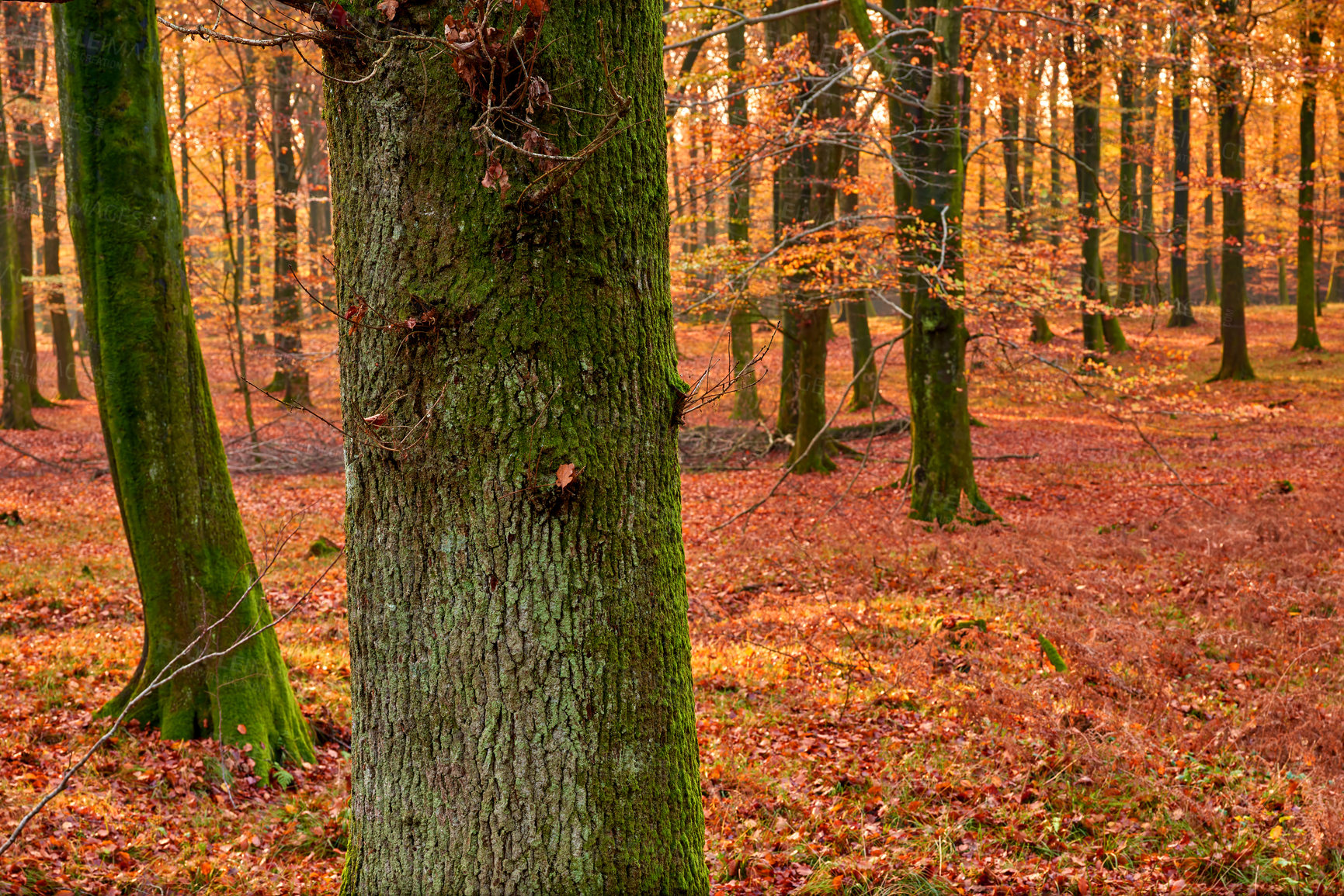 Buy stock photo Tree, trunk and autumn in forest or park, bark and leaves for change of season in countryside. Plants, foliage and scenery for oak nature landscape, fall and mulch and compost for eco agriculture 