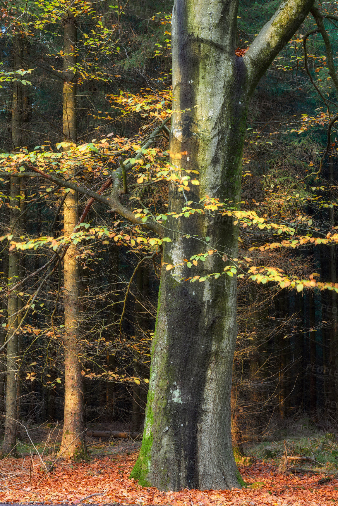 Buy stock photo Tree, trunk and forest with leaves in autumn for season, environment and nature in woods. Outdoor, park and ground with foliage at countryside for eco friendly, garden and sustainability in Canada