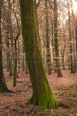 Buy stock photo Trees, forest and moss with nature, environment and ecology with sustainability, earth day and leaves. Empty, branch and bark with plants, countryside and textures with adventure, woods and autumn