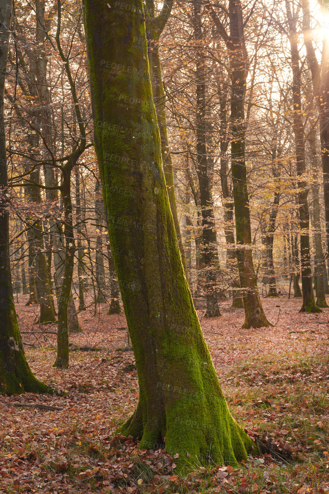 Buy stock photo Trees, forest and moss with nature, environment and ecology with sustainability, earth day and leaves. Empty, branch and bark with plants, countryside and textures with adventure, woods and autumn