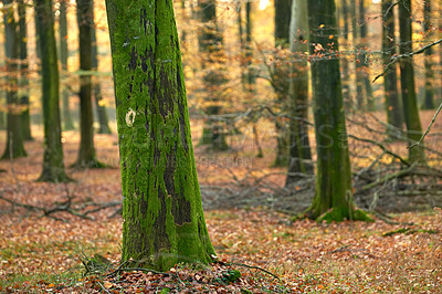 Buy stock photo Woods, tree trunk and moss in forest outdoor for woodland habitat, ecology and environment with sustainability for biodiversity. Nature, lichen and fungus on bark for ecosystem or erosion control.