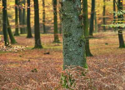 Buy stock photo Woods, tree and trunk in autumn forest for rustic landscape, sustainable environment and fall foliage on ground. Woodland or outdoor, bark and conservation with nature, biodiversity and background.