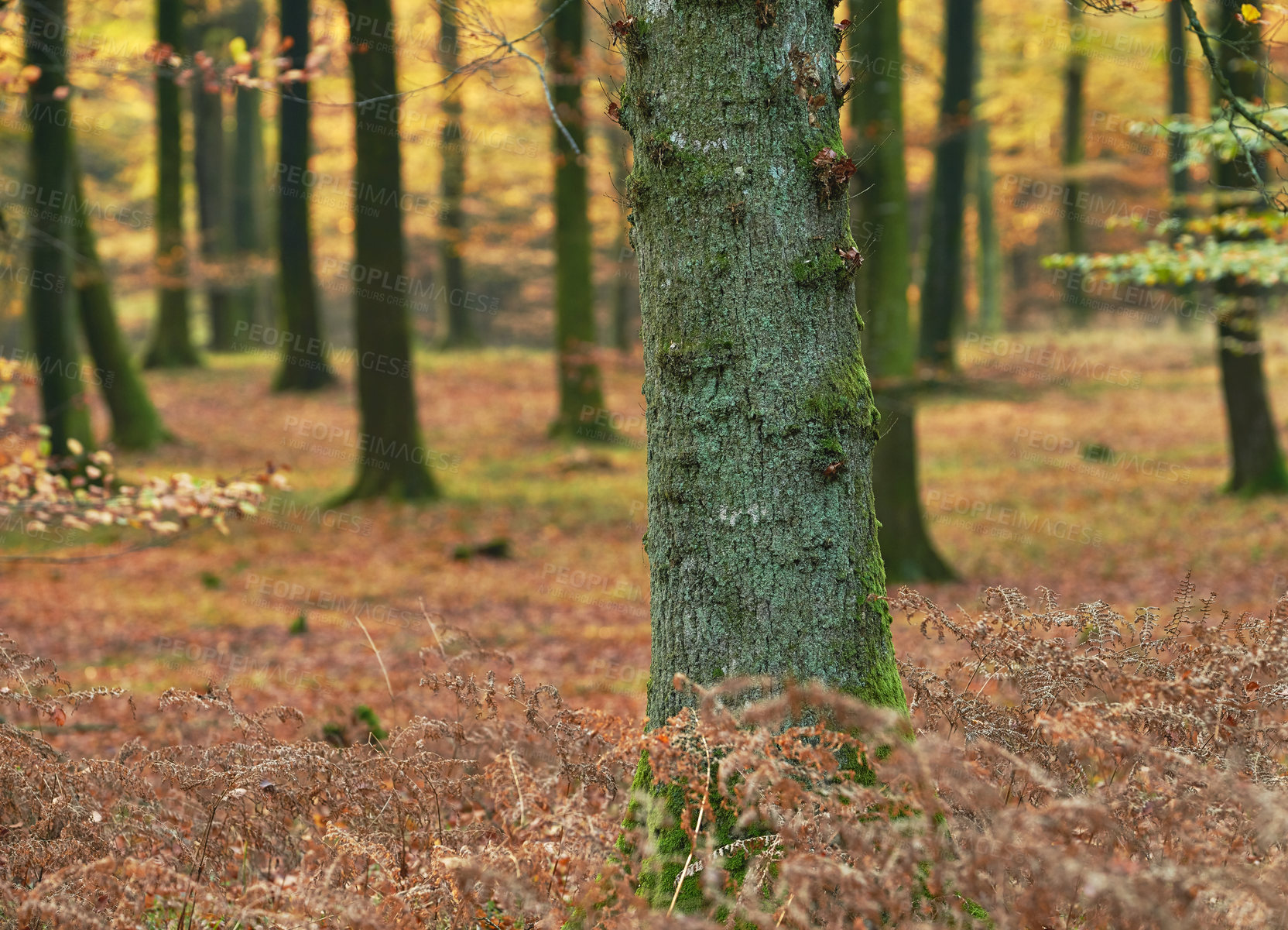 Buy stock photo Woods, tree and trunk in autumn forest for rustic landscape, sustainable environment and fall foliage on ground. Woodland or outdoor, bark and conservation with nature, biodiversity and background.