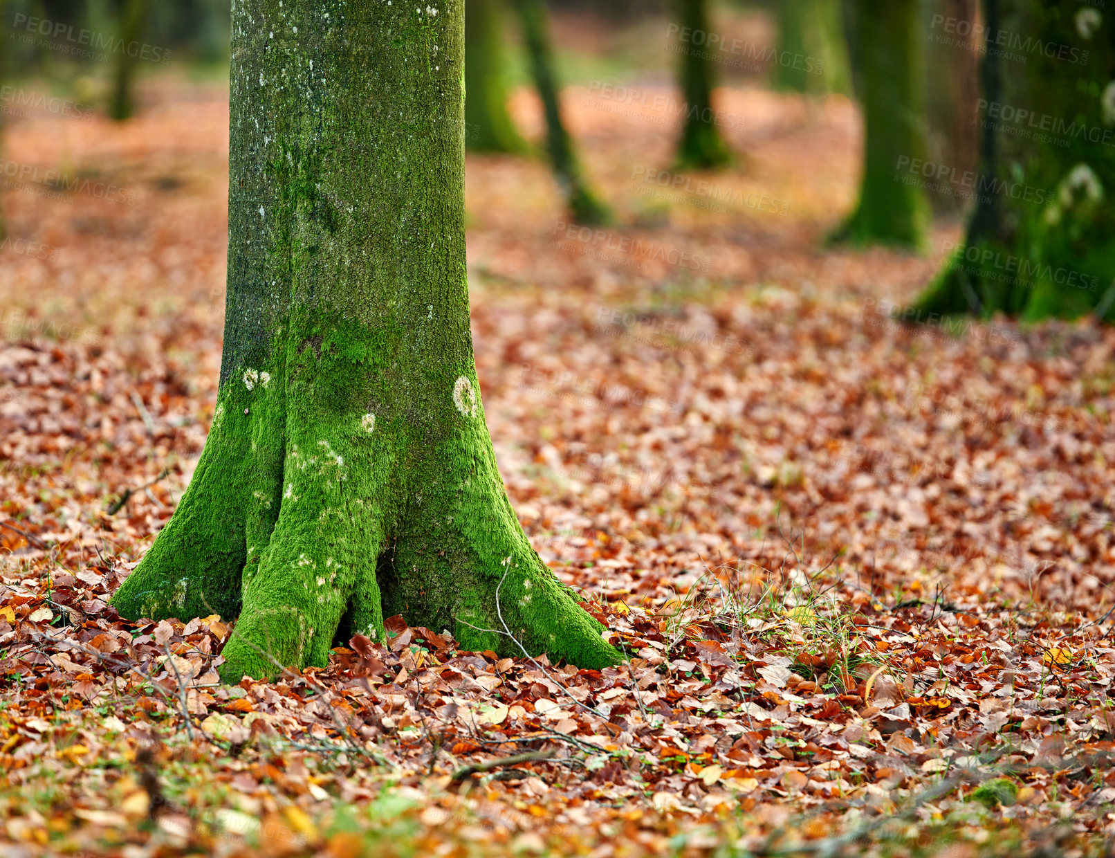 Buy stock photo Tree, leaves and bark with moss in autumn for growth, environment and foliage at countryside. Nature, park and earth with ground in woods for outdoor, sustainability and eco friendly in Virginia