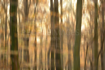 Buy stock photo Blurry, environment and trees of forest in autumn, season and travel in woods of countryside or park. Handheld, motion and adventure in nature of fall with color on leaves in morning outdoor