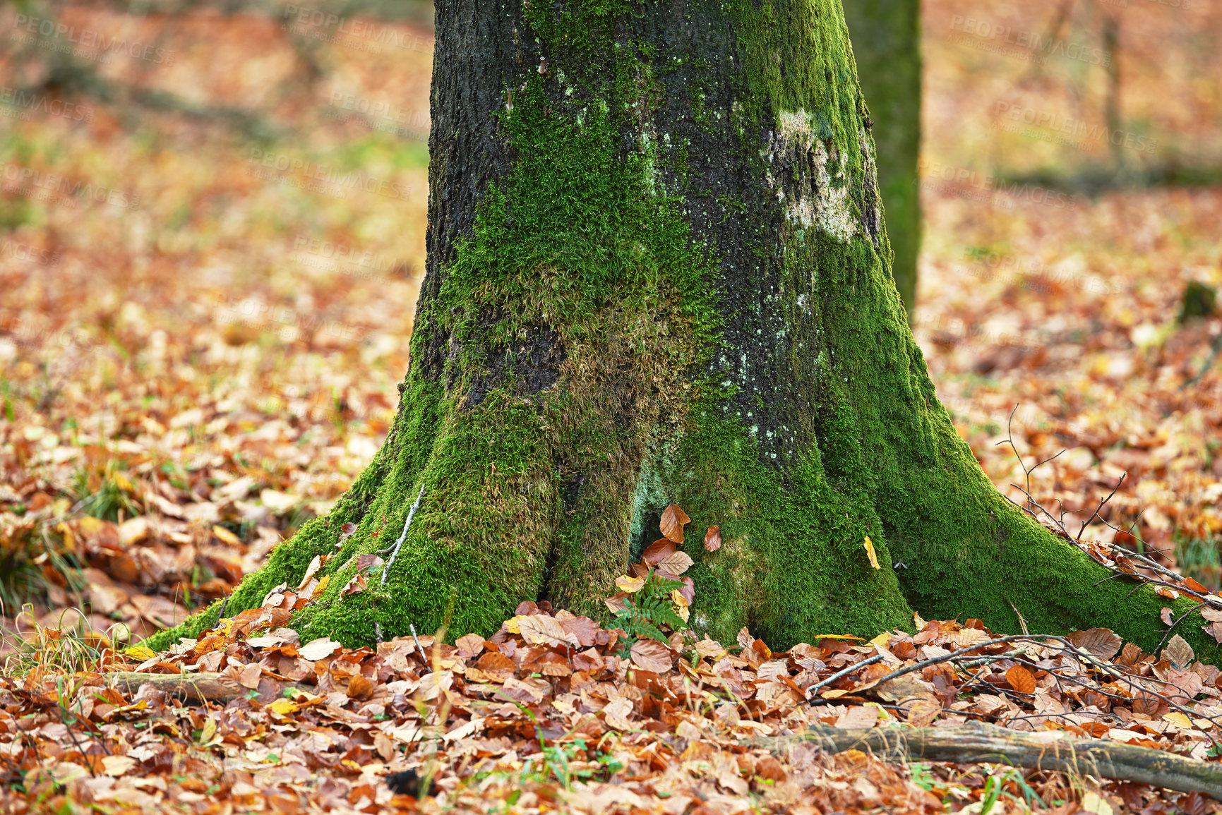 Buy stock photo Tree, leaves and trunk with moss in autumn for nature, environment and foliage at countryside. Season, park and earth with ground in woods for outdoor, sustainability and eco friendly in Canada