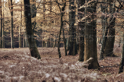 Buy stock photo Autumn evening, landscape and forest in nature for conservation, sustainability or biodiversity. Empty, environment and trees with fall foliage for greenery, exploration or ecosystem in Paris