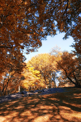 Buy stock photo Autumn, nature and trees in forest or park, travel scenery and colourful foliage in Amsterdam woodlands. Conservation, fall season and environment for outdoor growth, leaves and branches outside