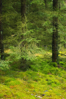 Buy stock photo Spring, natural and trees in countryside forest, sustainable scenery and growth in Russia woodlands. Conservation, season and environment for outdoor pine, moss ground and branches in ecosystem