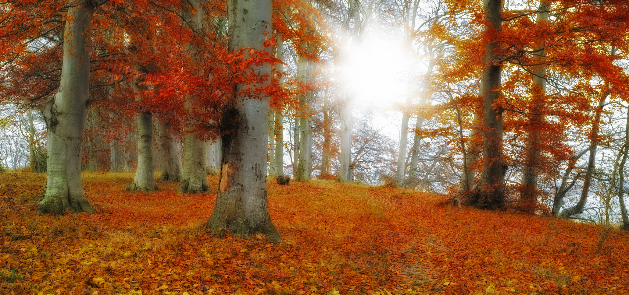 Buy stock photo A photo of sunshine and forest in autumn