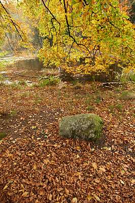 Buy stock photo Autumn, leaves and rock on ground in forest, woods or countryside foliage with biodiversity in nature. Fall, environment and natural growth in park on floor outdoor in with trees, boulder and river