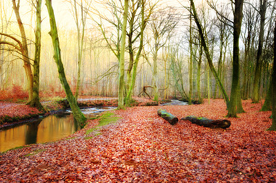 Buy stock photo Nature, environment and forest in autumn sunshine for conservation, sustainability or biodiversity. Empty, landscape and lake with fall foliage for greenery, exploration or ecosystem in Portland