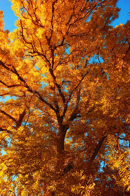 Buy stock photo Autumn, leaves and tree in nature environment of park, garden and low angle landscape with blue sky. Forest, leaf and branch with wood, earth and orange foliage with scenic view or aesthetic outdoor