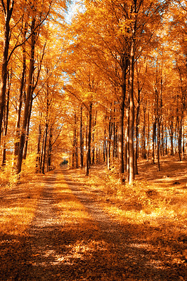 Buy stock photo Autumn, walkway and nature trees in woods, environment and outdoor forest with orange foliage in Amsterdam. Travel, seasonal and fall ecosystem in woodlands or countryside, pathway and growth