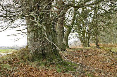 Buy stock photo Trees, branch and environment with leaves, forest and sustainability with sunshine, autumn and outdoor. Getaway trip, woods and empty with plants, countryside and ecology with landscape and adventure